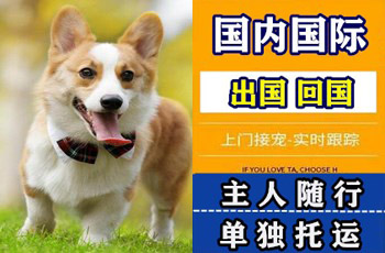 定安县宠物托运公司定安县宠物托运公司定安县宠物托运公司