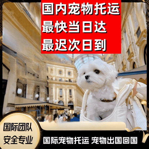 定安县到澳大利亚（澳洲）宠物入境规定和要求